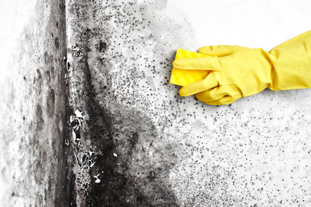 Mold Odor Removal Services in Harvey, MI